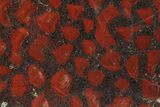 Polished Stromatolite (Collenia) Slab - Minnesota #281185-1